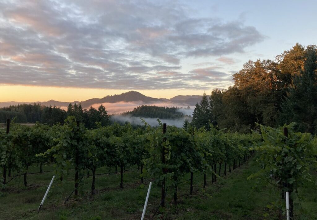 siskiyou county grapevine