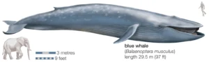 Blue Whale: Balaenoptera Musculus