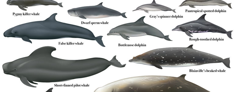 whale names